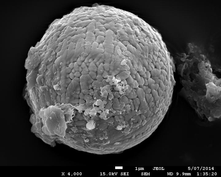 One of 60 micrometeorites extracted from 2.7 billion year old limestone in Western Australia