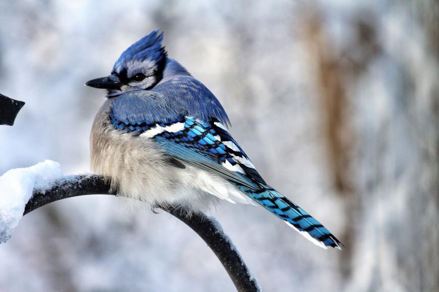 A brilliantly-colored Blue Jay sitting on a branch in winter