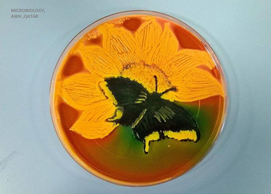 Agart Art. Butterfly in a petri dish