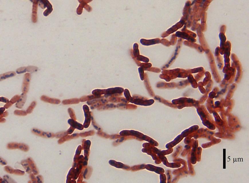 Bacillus megaterium DSM-90 cells coloured with sudan black &amp; safranin