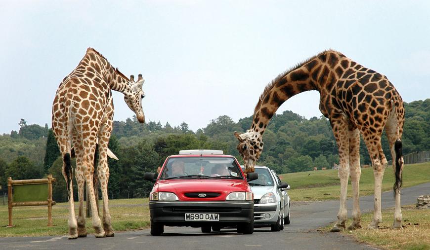 Giraffes being fed by tourists in cars at a safari 