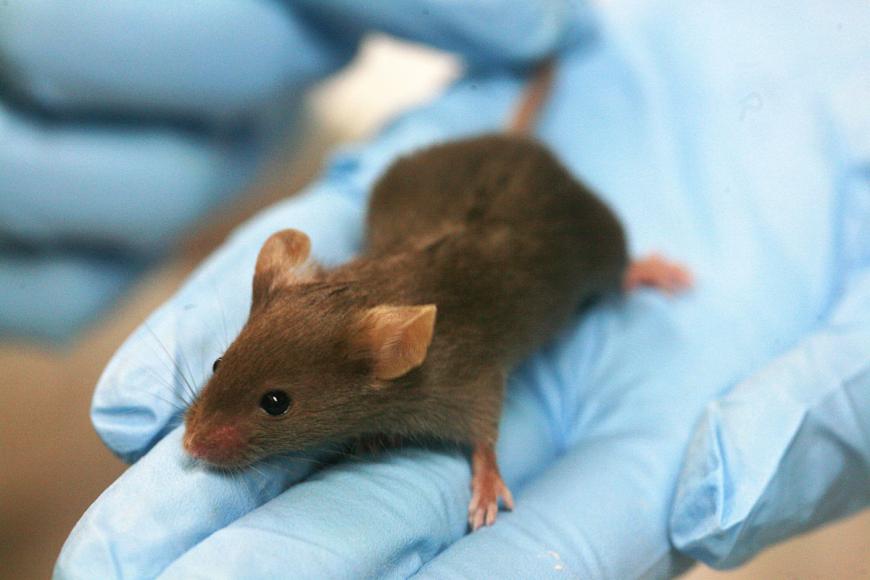 Lab mouse in a blue gloved hand.