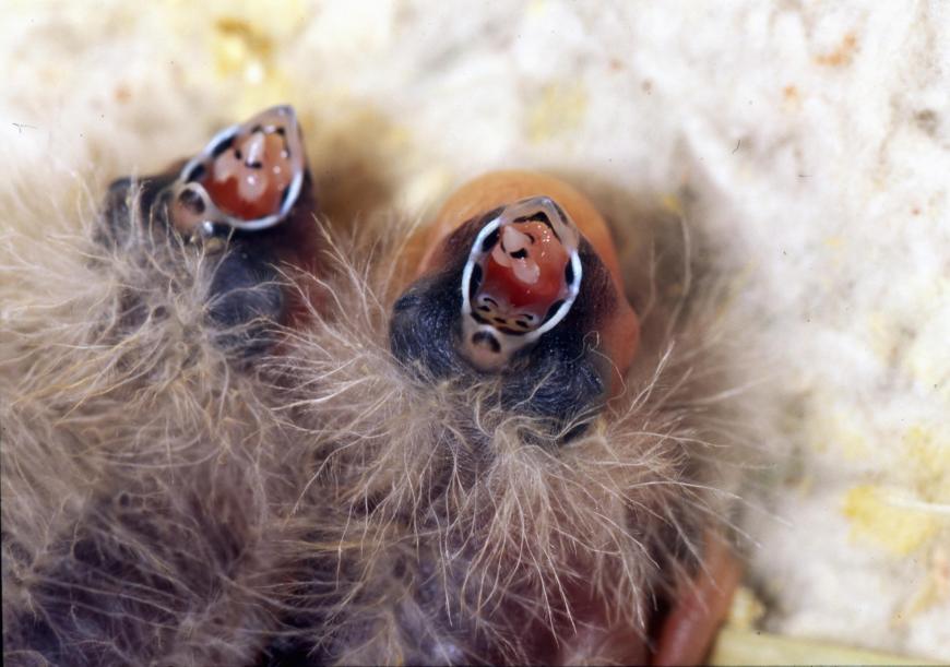 Three-day-old nestlings begging for food.