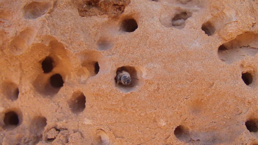 bees nest in rock