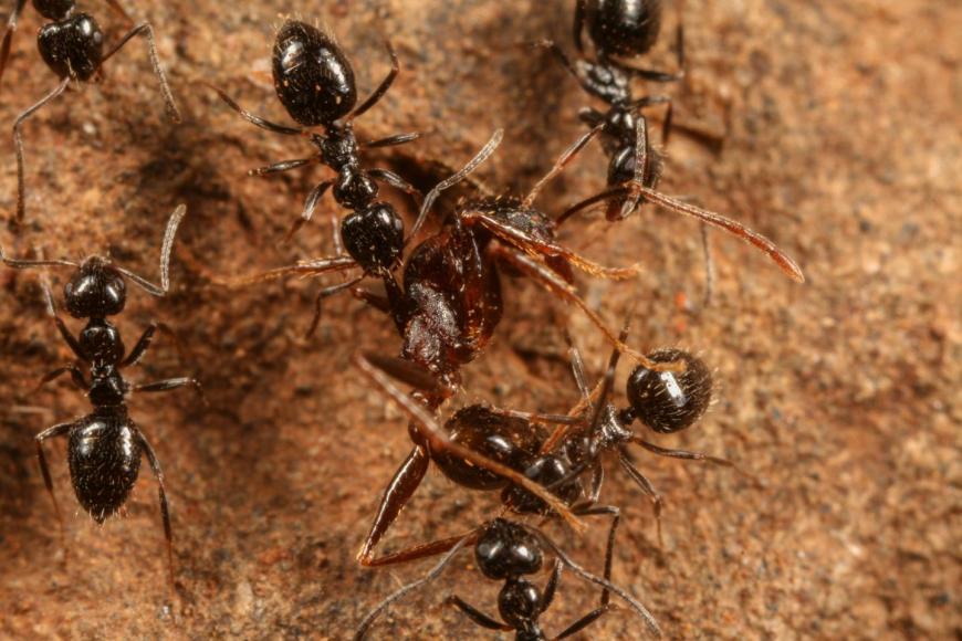 This is a Lepisiota dispatching Pheidole ant. CREDIT: D. Magdalena Sorger