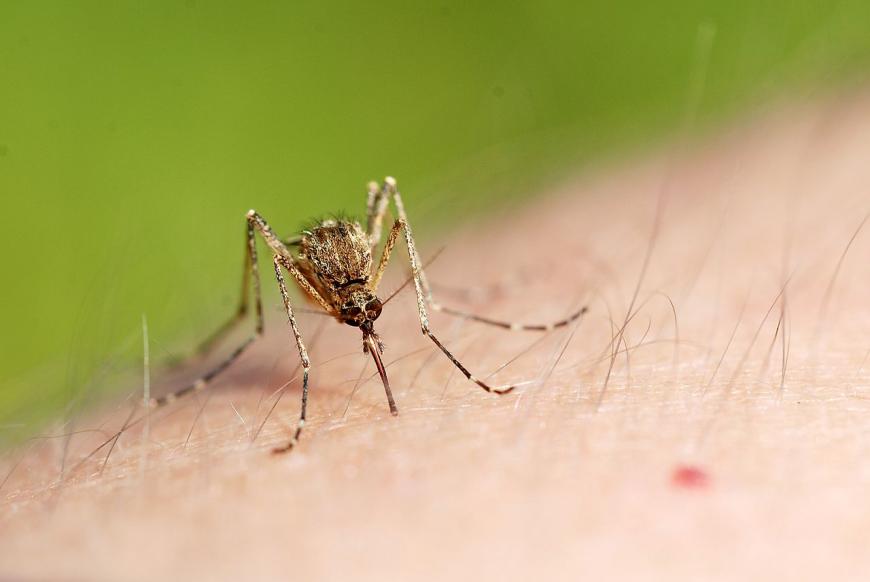 close-up of mosquito biting human skin.