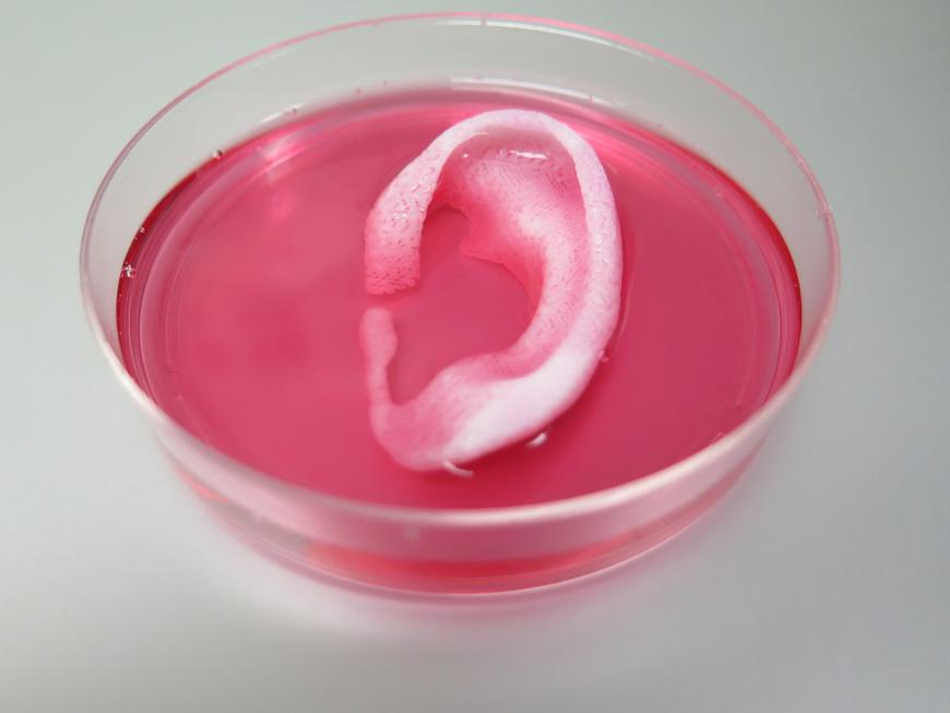 3D printed ear in a petri dish