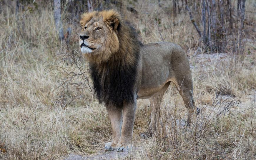Cecil the lion
