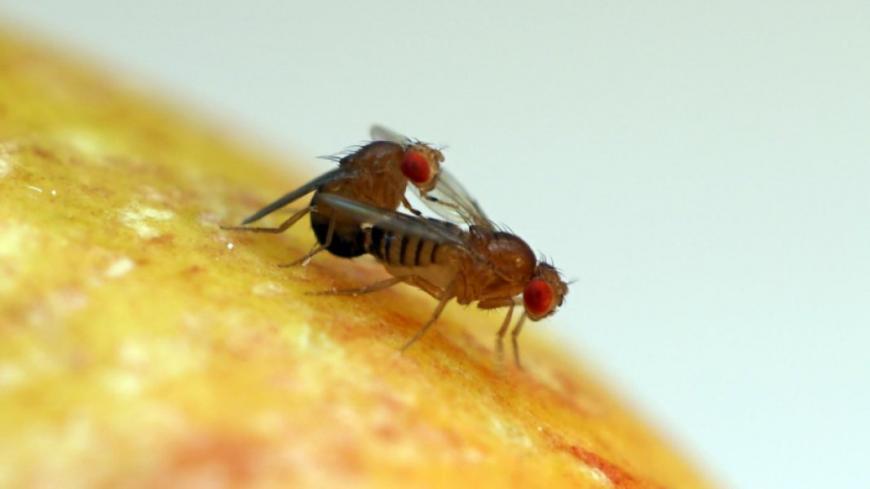 Drosophila fruit flies mating