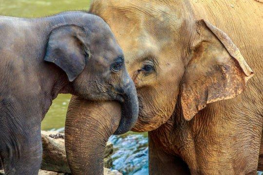 Elephant calf and its mother