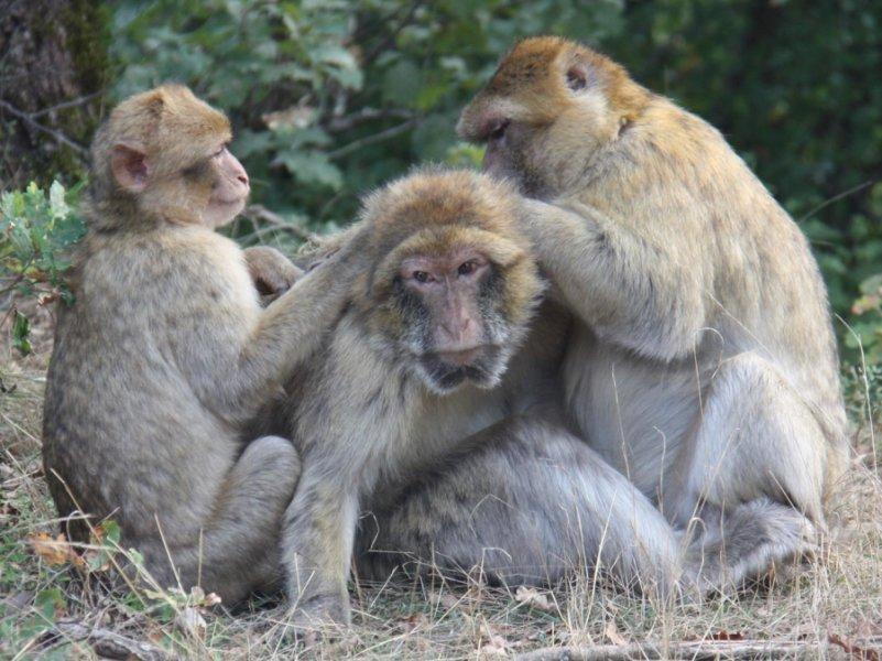Barbary monkeys being groomed
