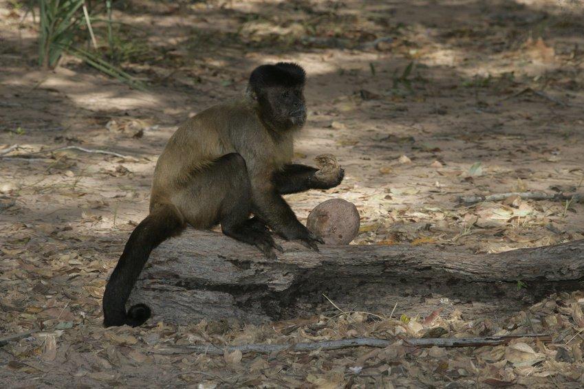 monkeys and stone tools
