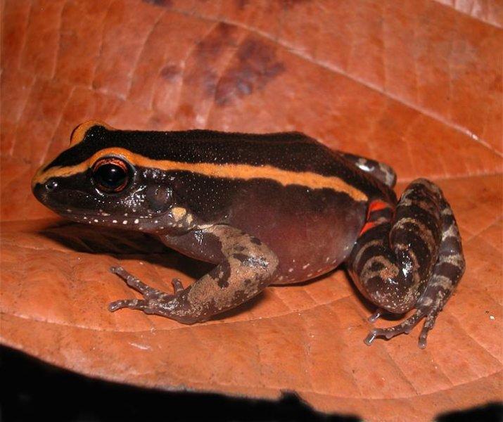 amazonian frog