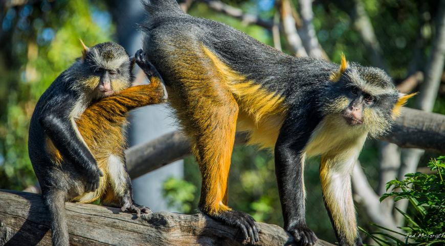 Two monkeys playing on a tree branch.