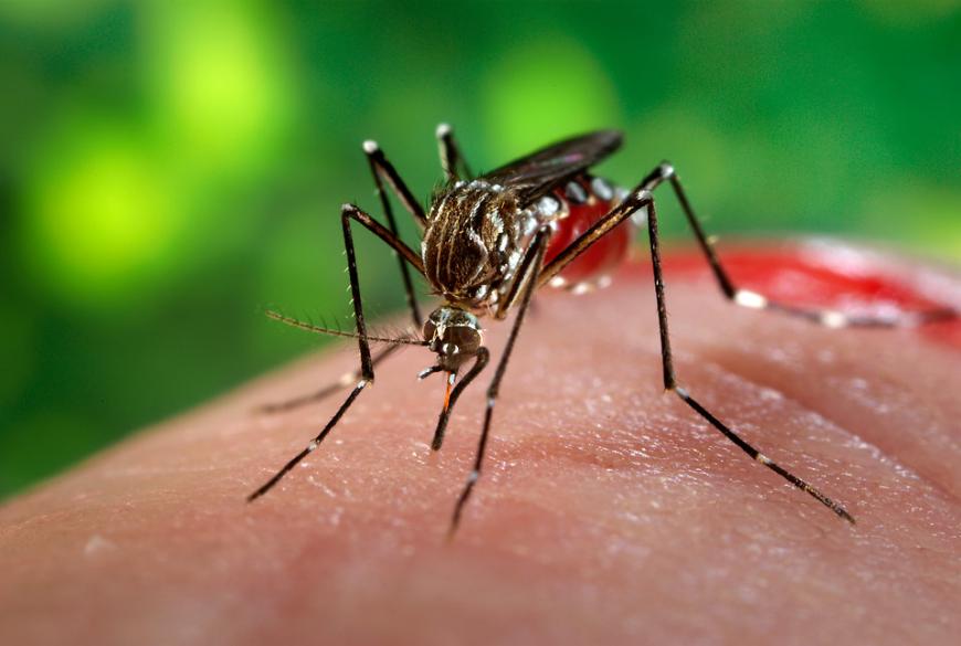 Mosquito feeding on blood