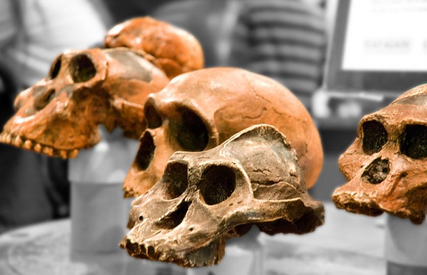 Skulls of ancient hominids