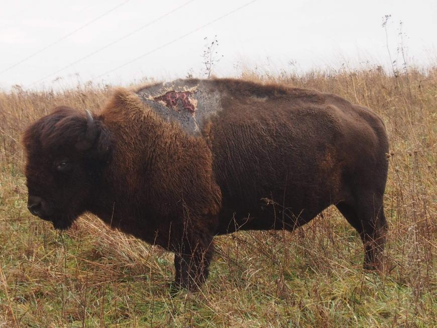 Sparky the bison was struck by lightning in the summer of 2013