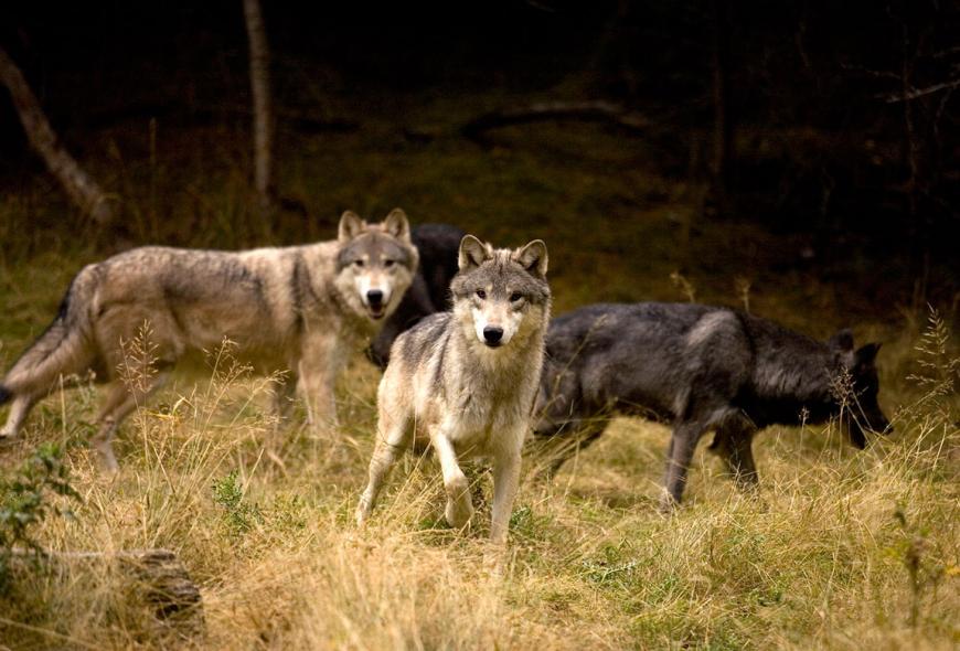 North American Grey wolves 