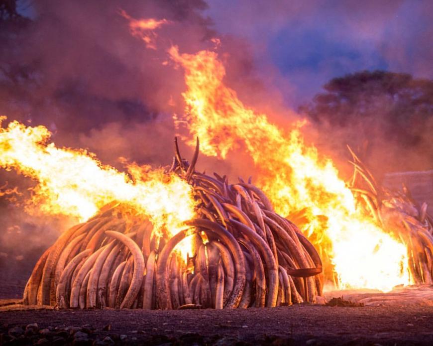 Photo of Kenya&#039;s ivory burn on April 30, 2016