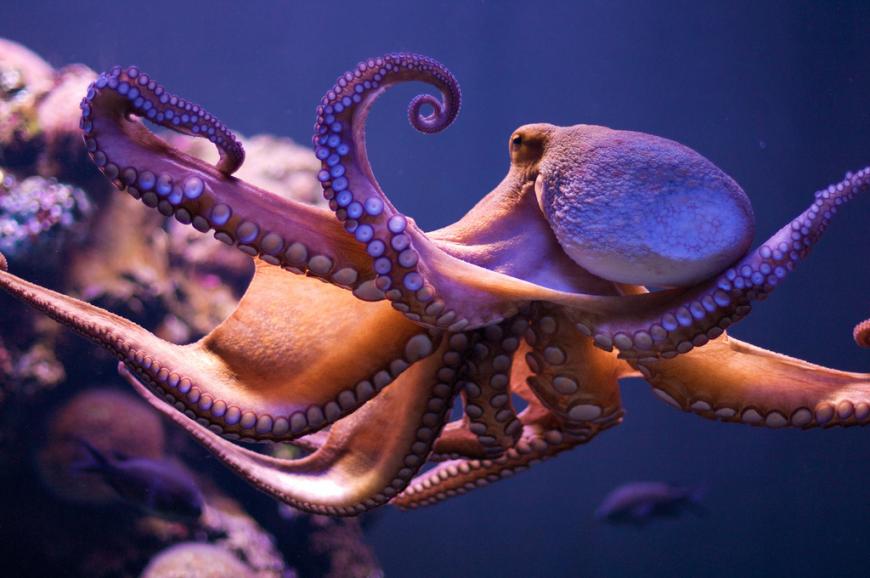 Octopus vulgaris in an aquarium