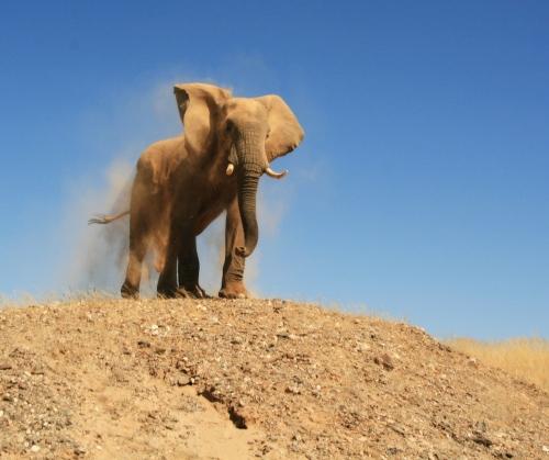 desert elephant
