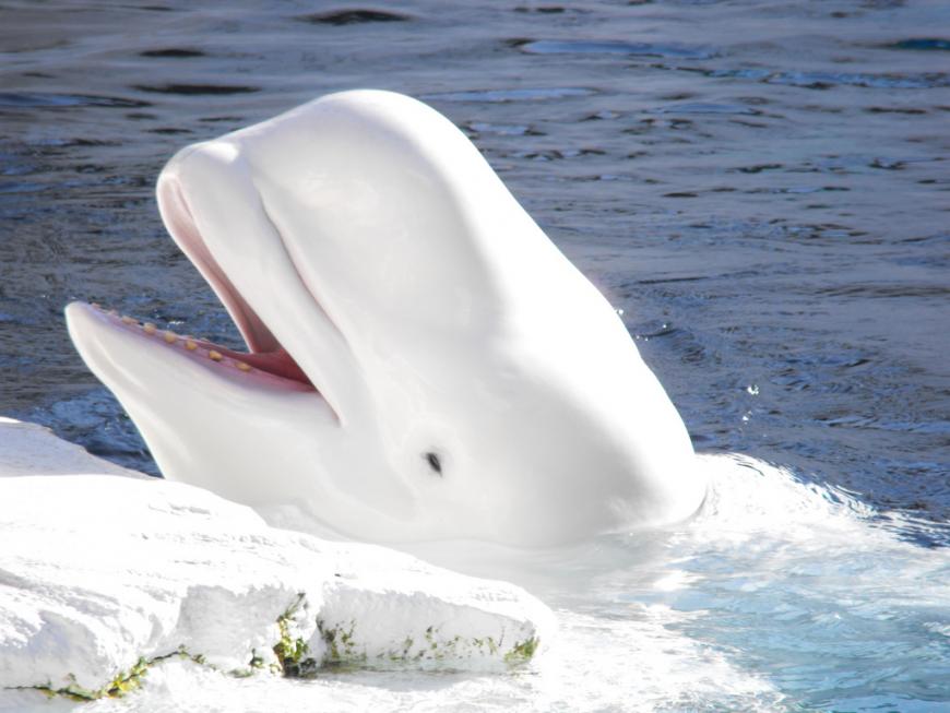 Beluga whale with its head above the water