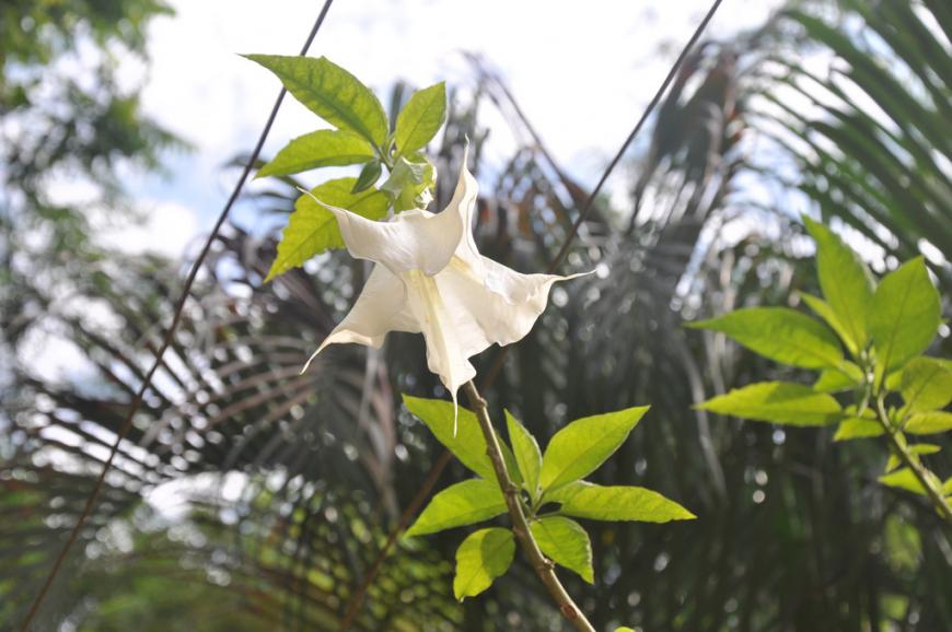 A large white flower on a nightshade tree