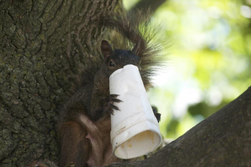 squirrel eating a styrofoam cup