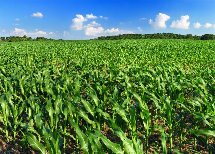 Blue skies, field of corn. Farming