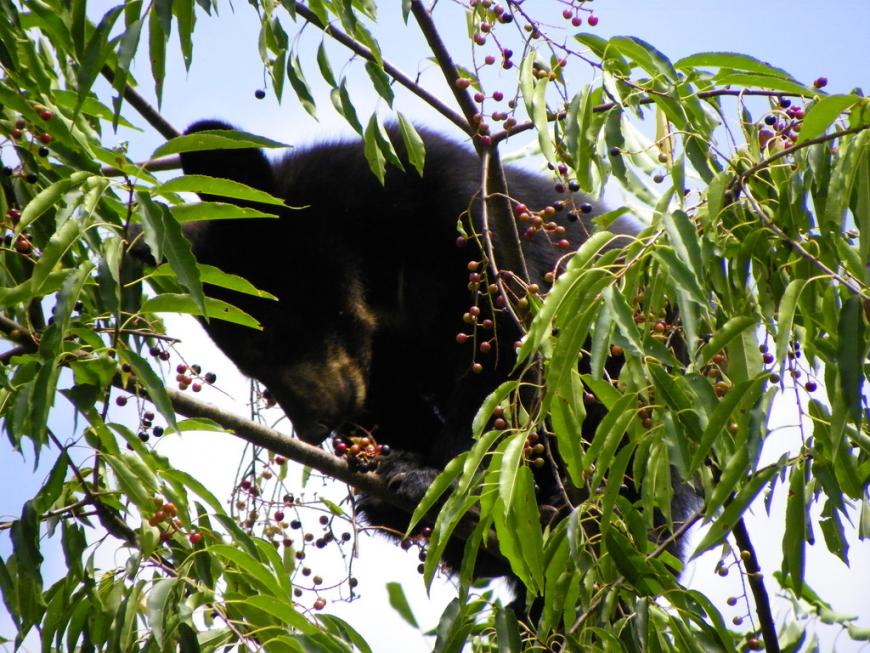 Black bear cub in a wild cherry tree