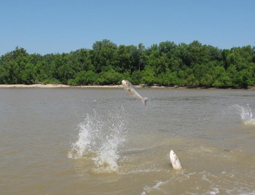 Asian Carp leaping out of the water