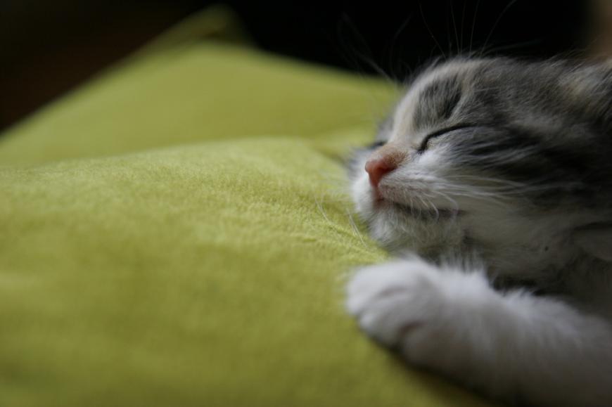 Cute kitten sleeping on a green blanket