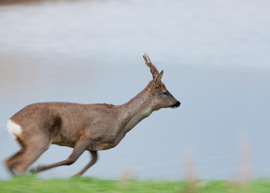 Blacktoft deer running