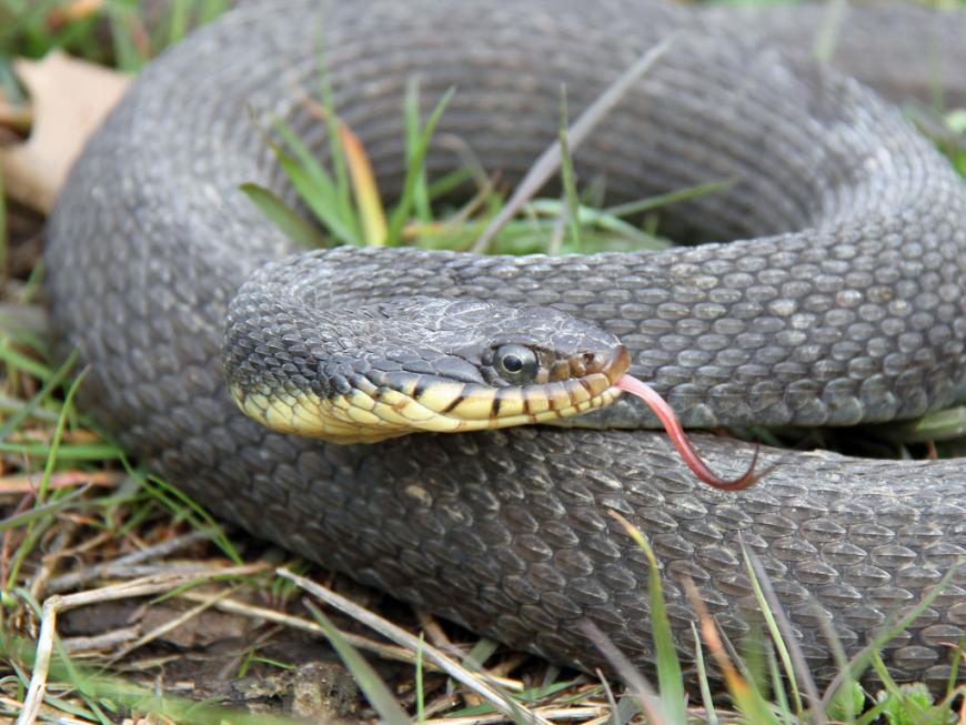 Yellowbelly Water Snake (Nerodia erythrogaster flavigaster)