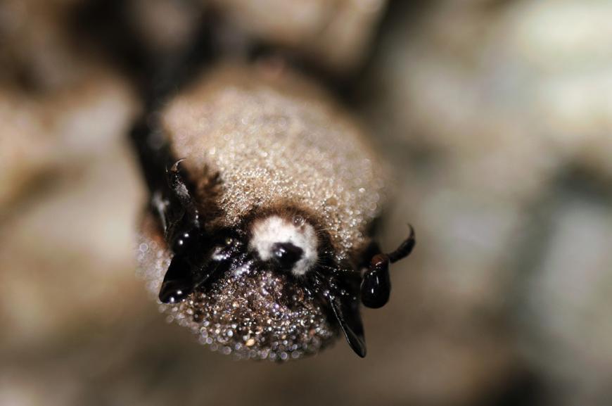 Brown bat with white-nose syndrome