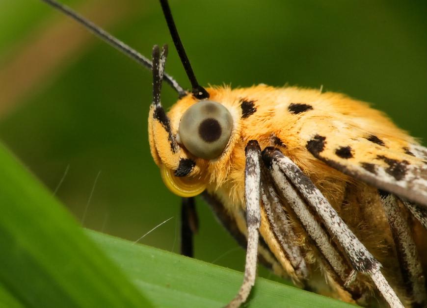 Close up of a butterfly&#039;s head with a giant eye.