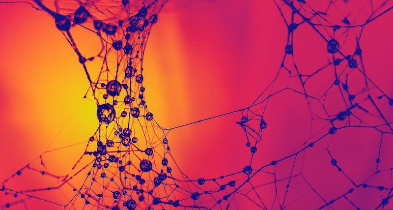 Raindrops on cobwebs, resembling synaptic connections in the brain