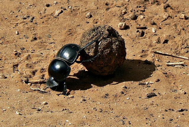 The flightless dung beetle (Circellium bacchus) rolling a ball of dung