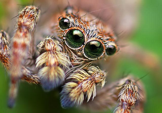 How Jumping Spiders See in Color, Smart News