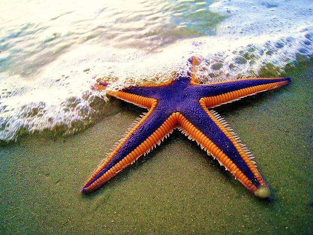Royal starfish (Astropecten articulatus) 