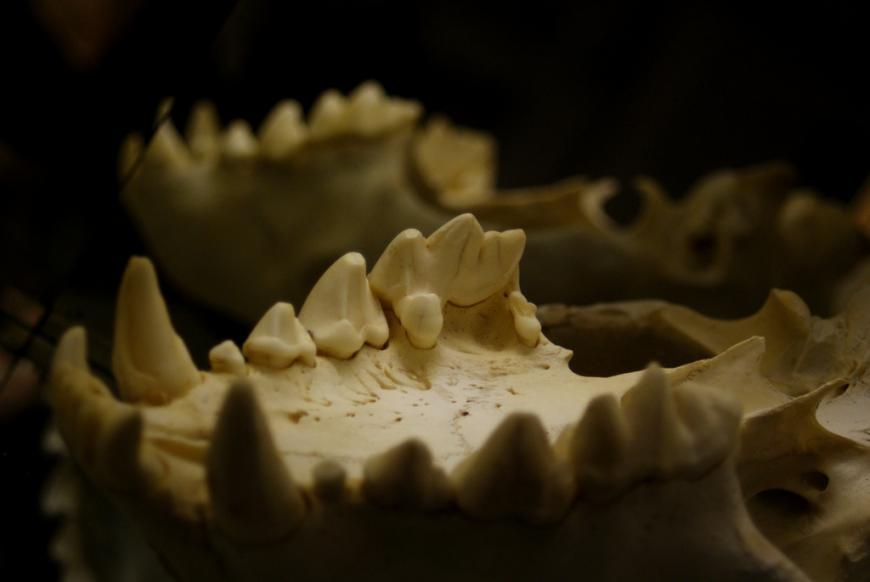 Hyene jaw bone