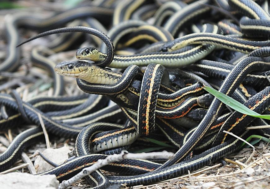 A mating ball of garter snakes