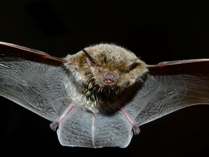 Cape Serotine Bat (Eptesicus capensis)
