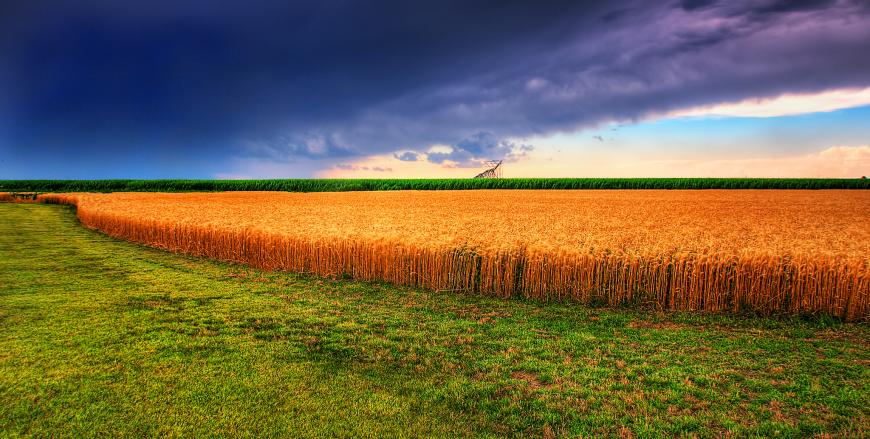Field of grain under dark storm clouds