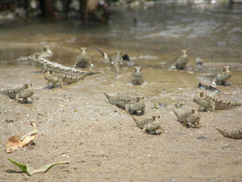 A group of mudskipper on land