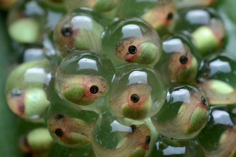 frog with eggs