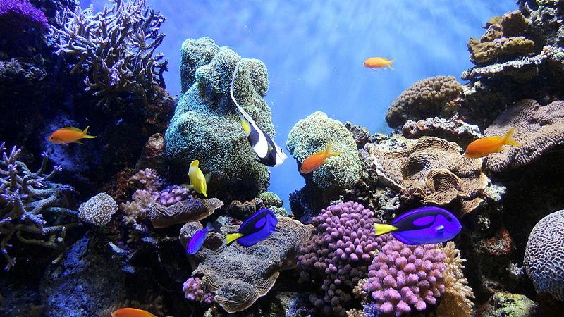 Coral reef with tropical fish