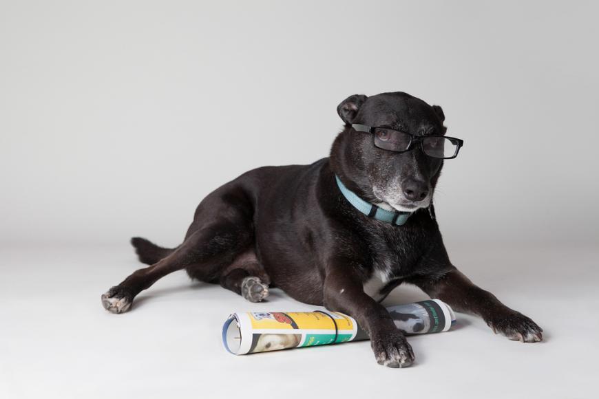 Dog with newspaper, wearing reading glasses