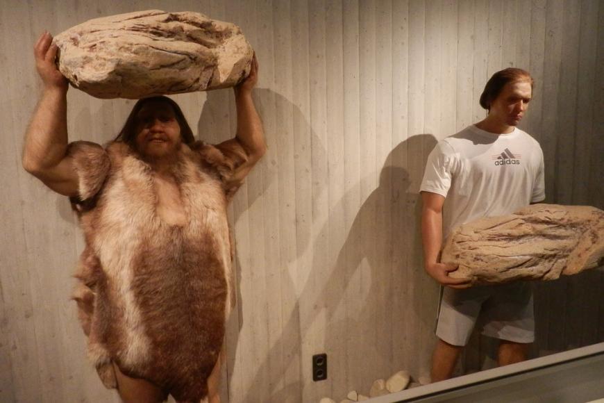 Neanderthal man and human in a museum display case