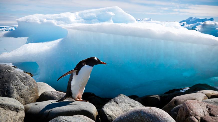 Penguin, ice